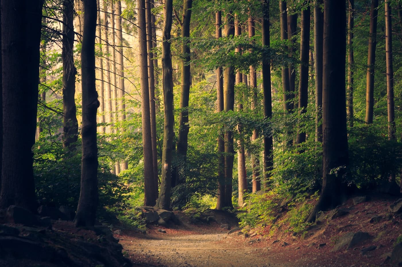 A sunlit forest path used as daily outdoor material.